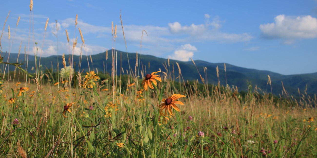 Mountain valley and open fields at Cades Cove