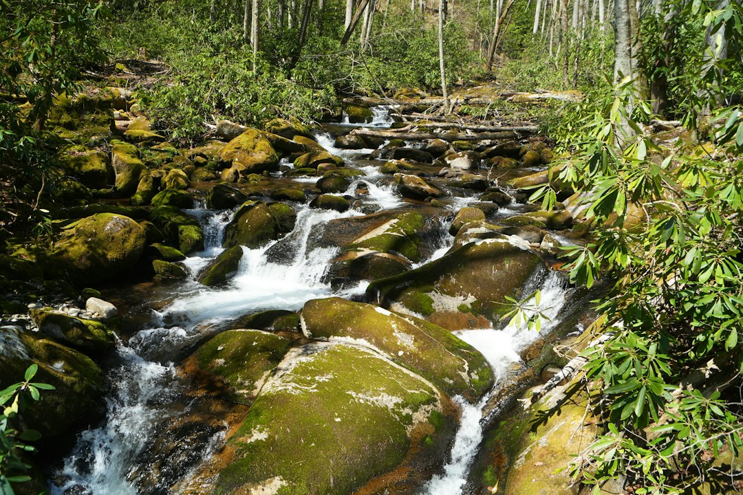 A log footbridge crossing a stream in the forest